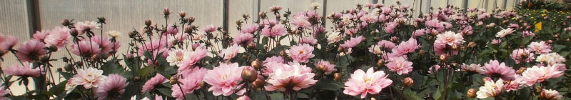 dahlia-lightpink