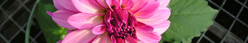 dahlia-pink