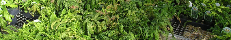 ferns