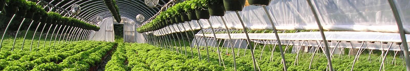 greenhouse-2