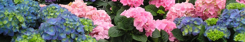 hydrangea
