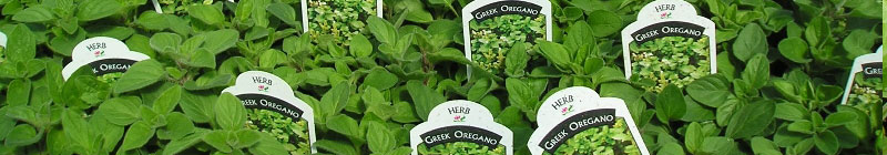 oregano