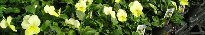 viola