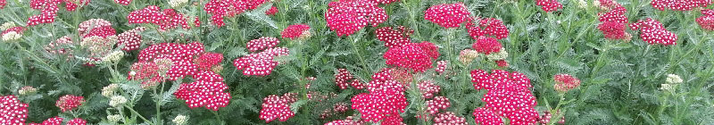 yarrow