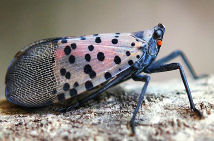 A spotted lanternfly adult