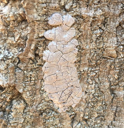 A spotted lanternfly egg mass