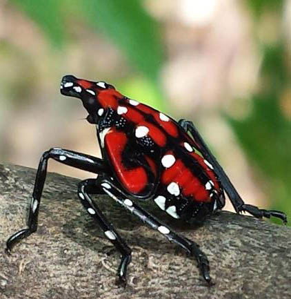 A spotted lanternfly nymph