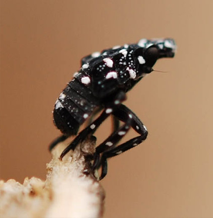 A spotted lanternfly nymph