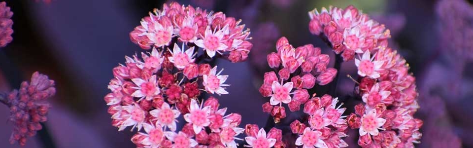 pink sedum