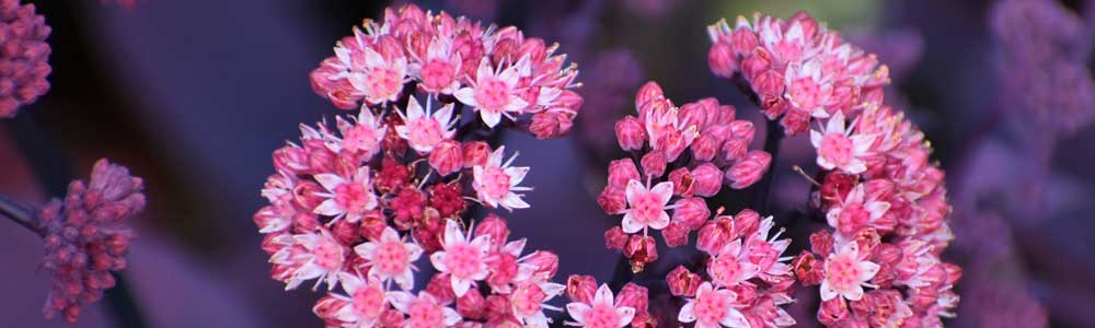 pink sedum